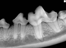 Dental radiography